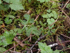 Rubus ursinus