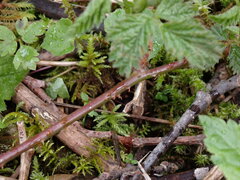Rubus ursinus