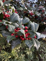 Ilex