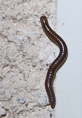 Julidae