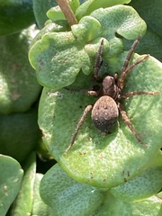 Uliodon