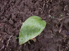 Erythronium revolutum