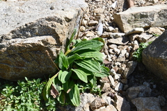 Plantago depressa