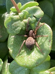 Uliodon