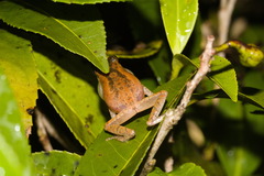 Pseudophilautus