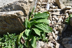 Plantago depressa