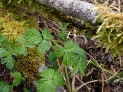 Rubus spectabilis