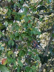 Cissus trifoliata