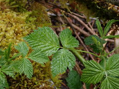 Rubus spectabilis