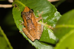 Pseudophilautus