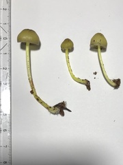 Mycena epipterygia