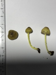 Mycena epipterygia