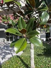 Ficus elastica