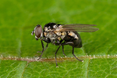 Coenosia atra