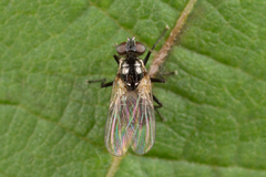 Coenosia atra