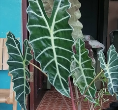 Alocasia amazonica
