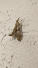 Scybalistodes periculosalis