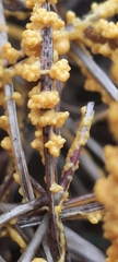 Didymium mucilago