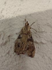 Scybalistodes periculosalis