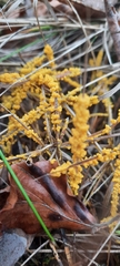 Didymium mucilago