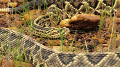 Crotalus durissus