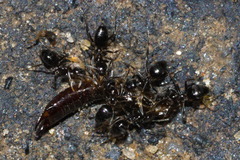 Technomyrmex albipes