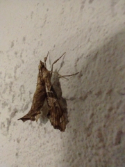 Scybalistodes periculosalis