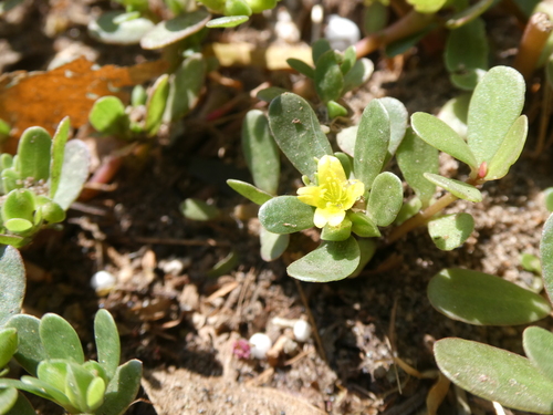 Portulacaceae image