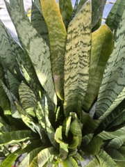 Sansevieria