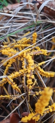 Didymium mucilago