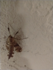 Scybalistodes periculosalis