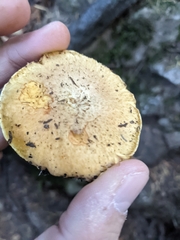 Suillus caerulescens