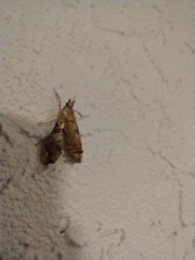 Scybalistodes periculosalis