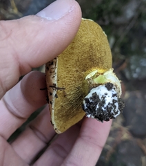 Suillus caerulescens