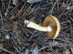 Cortinarius delibutus