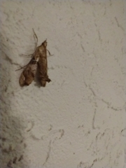 Scybalistodes periculosalis