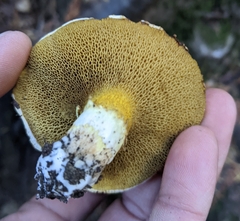 Suillus caerulescens