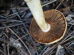 Cortinarius delibutus