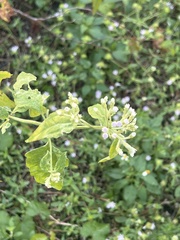 Mikania cordifolia