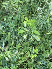 Fraxinus caroliniana