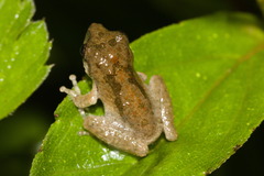 Pseudophilautus