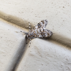 Eucereon myrina