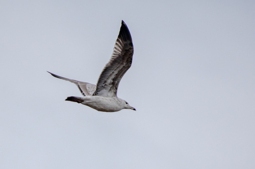 Gaviota del Caspio (Larus cachinnans)