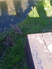 Nycticorax nycticorax obscurus