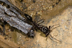 Odontomachus simillimus