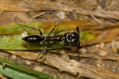 Odontomachus simillimus