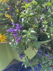 Stachytarpheta jamaicensis