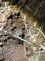 Uroplectes triangulifer