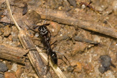 Odontomachus simillimus
