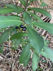 Ardisia